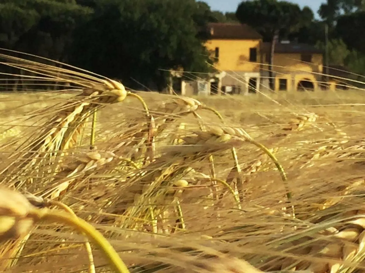 Podere La Grande Quercia Apartment Rosignano Marittimo Italy