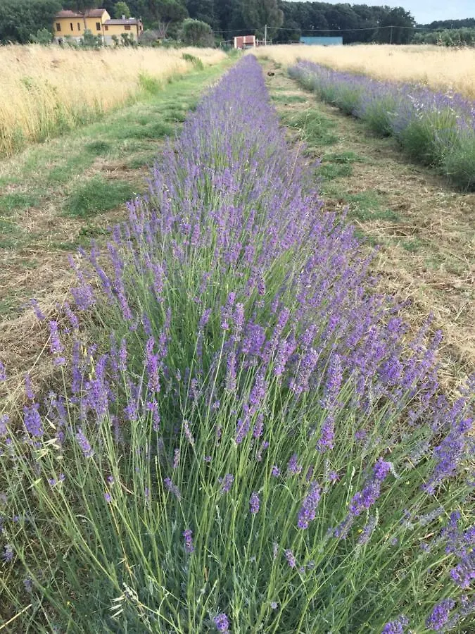 Podere La Grande Quercia Lägenhet Rosignano Marittimo